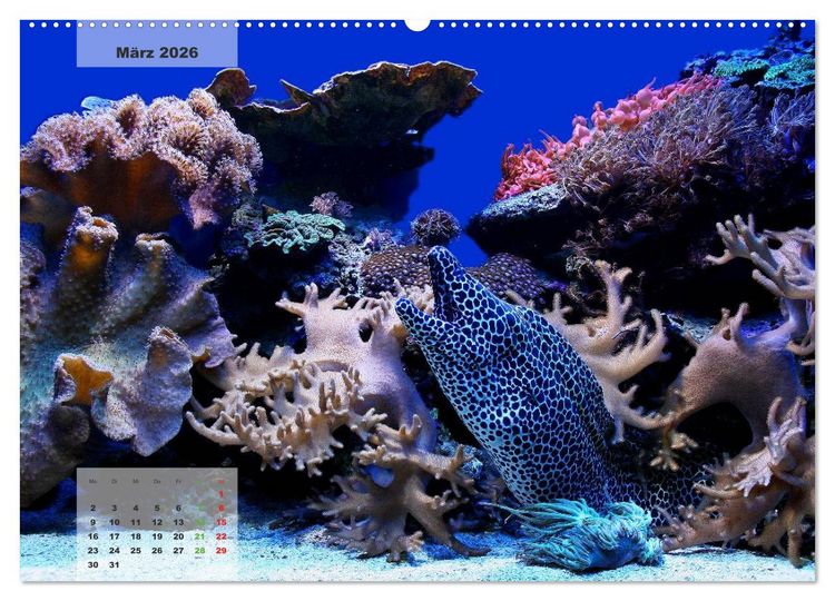 Produktbild: UNTER WASSER Riffaquaristik (hochwertiger Premium Wandkalender 2026 DIN A2 quer), Kunstdruck in Hochglanz
