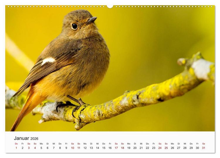 Produktbild: V&ouml;gel - Die K&ouml;nige der L&uuml;fte (Wandkalender 2026 DIN A2 quer), CALVENDO Monatskalender
