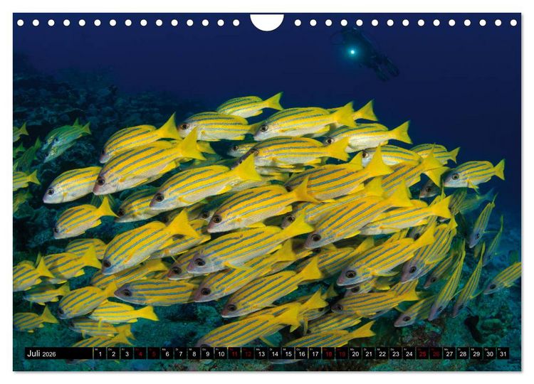 Produktbild: Malediven - Die bunte Unterwasserwelt (Wandkalender 2026 DIN A4 quer), CALVENDO Monatskalender