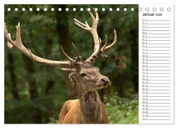 Produktbild: Hirsche (Tischkalender 2026 DIN A5 quer), CALVENDO Monatskalender