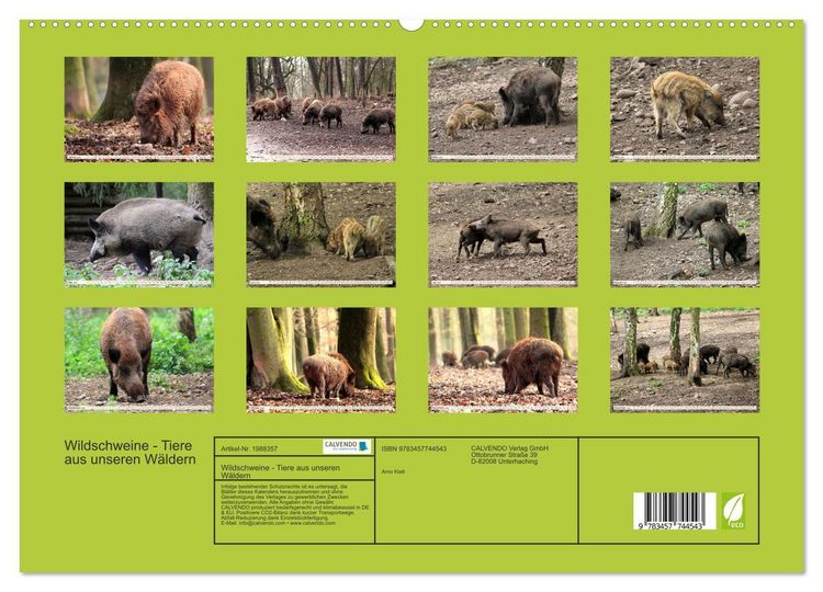 Produktbild: Wildschweine - Tiere aus unseren W&auml;ldern (hochwertiger Premium Wandkalender 2026 DIN A2 quer), Kunstdruck in Hochglanz