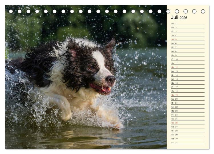 Produktbild: Border Collie 2026 (Tischkalender 2026 DIN A5 quer), CALVENDO Monatskalender