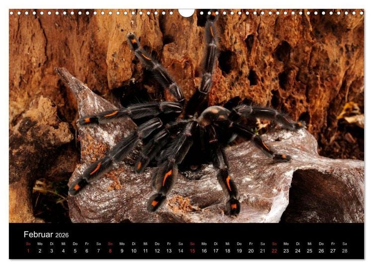 Produktbild: Vogelspinnen - Tarantulas (Wandkalender 2026 DIN A3 quer), CALVENDO Monatskalender