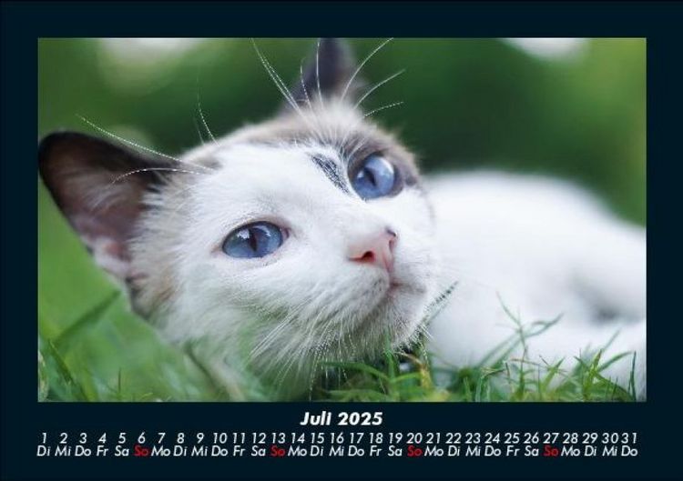 Produktbild: F&uuml;r Katzenfreunde 2025 Fotokalender DIN A5