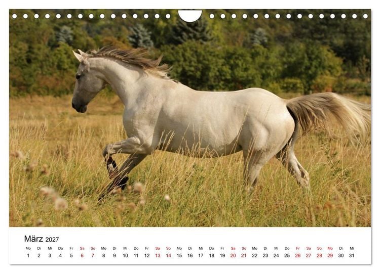 Produktbild: PFERDE - Zwischen Himmel, Erde und Hufschlag (Wandkalender 2027 DIN A4 quer), CALVENDO Monatskalender