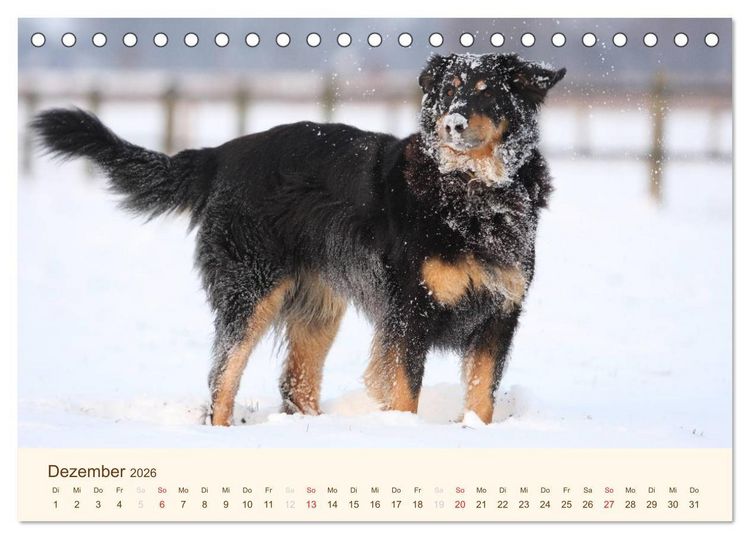 Produktbild: Hovawarte - einmal anders (Tischkalender 2026 DIN A5 quer), CALVENDO Monatskalender