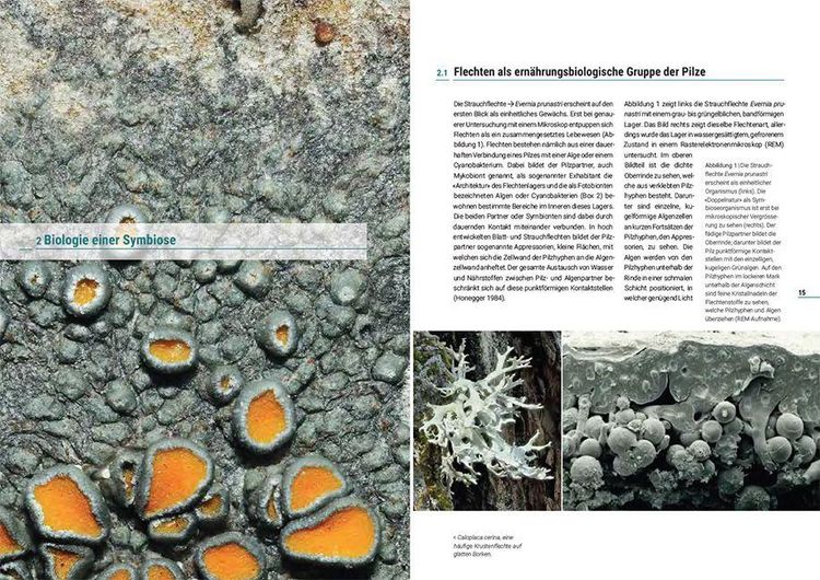 Produktbild: Flechten der Schweiz