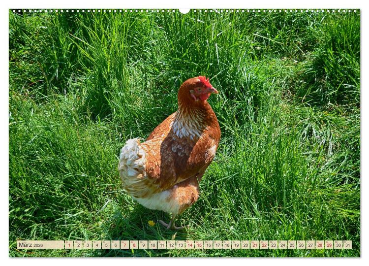 Produktbild: Charmante H&uuml;hner (hochwertiger Premium Wandkalender 2026 DIN A2 quer), Kunstdruck in Hochglanz