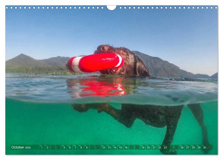 Produktbild: Pointer Power (Wall Calendar 2026 DIN A3 landscape), CALVENDO 12 Month Wall Calendar