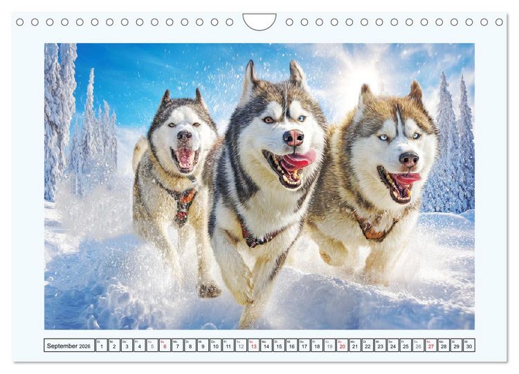 Produktbild: Siberian Husky. Kraftvolle Hunde voller Lebenslust und Energie (Wandkalender 2026 DIN A4 quer), CALVENDO Monatskalender