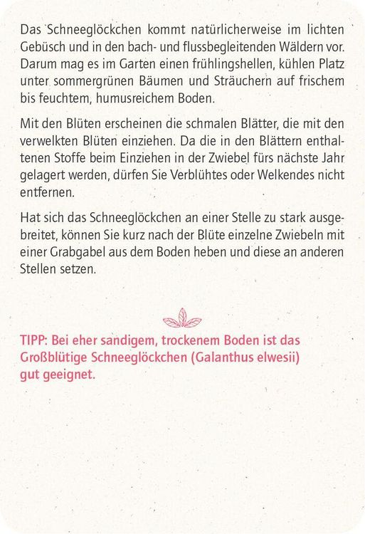 Produktbild: Blatt & Bl&uuml;te Wintergl&uuml;ck