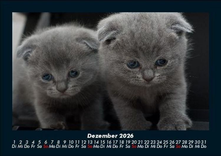 Produktbild: F&uuml;r Katzenfreunde 2026 Fotokalender DIN A5