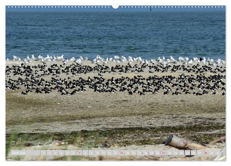 Produktbild: Amrum, die Perle in der Nordsee (hochwertiger Premium Wandkalender 2026 DIN A2 quer), Kunstdruck in Hochglanz
