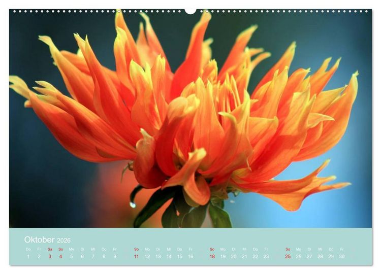 Produktbild: Dahlien (Wandkalender 2026 DIN A2 quer), CALVENDO Monatskalender