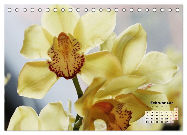 Produktbild: Sch&ouml;nste Orchideen (Tischkalender 2026 DIN A5 quer), CALVENDO Monatskalender
