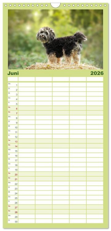 Produktbild: Familienplaner 2026 - Havaneser - Wirbelwinde aus Kuba mit 5 Spalten (Wandkalender, 21 x 45 cm) CALVENDO
