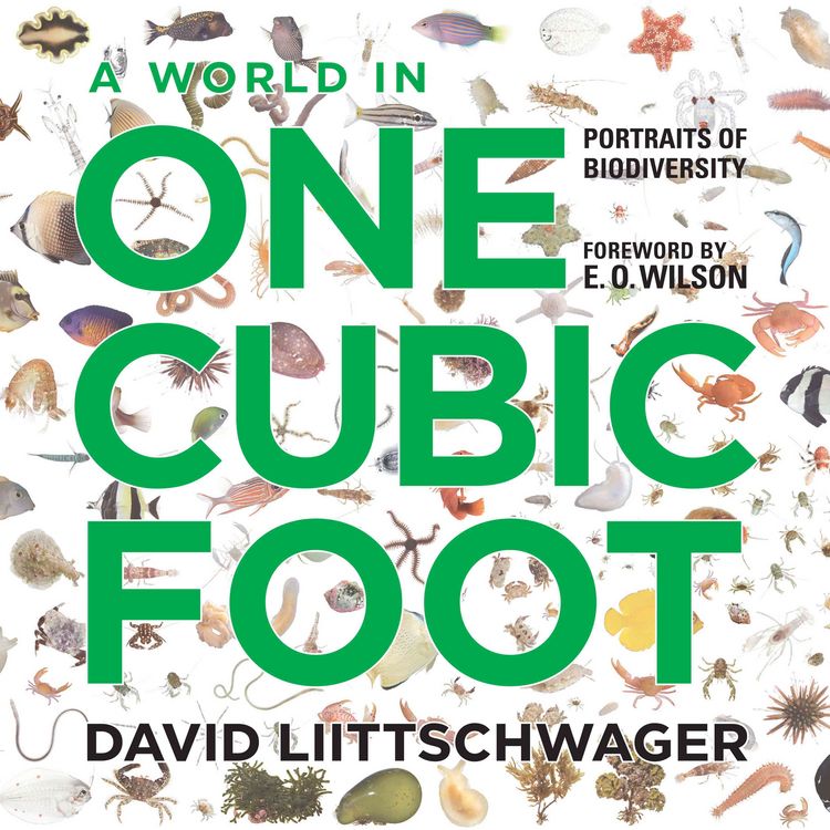 Produktbild: A World in One Cubic Foot