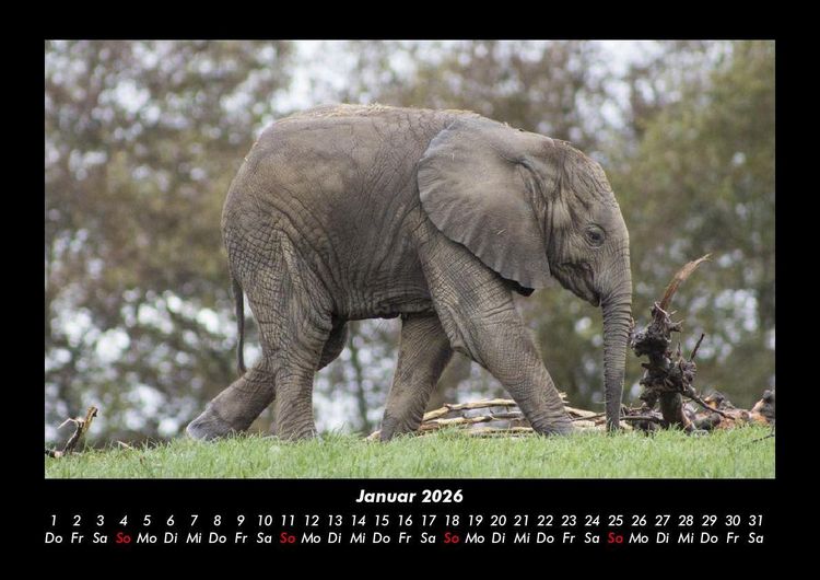 Produktbild: Elefanten - Die sanften Riesen Afrikas 2026 Fotokalender DIN A3
