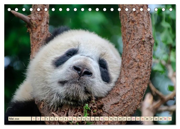 Produktbild: Niedlicher Panda (Tischkalender 2026 DIN A5 quer), CALVENDO Monatskalender