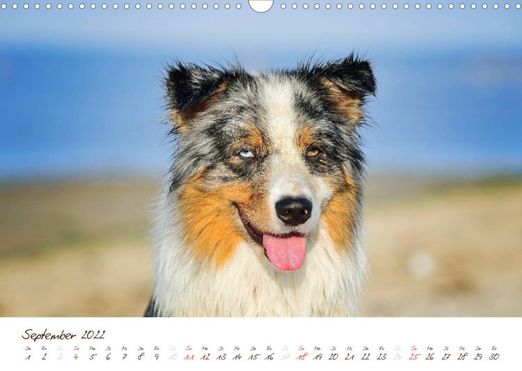 Produktbild: Wunderbare Australian Shepherds (Wandkalender 2022 DIN A3 quer)