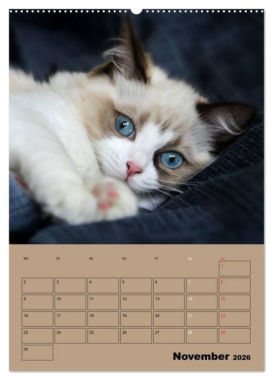Produktbild: Ragdolls zum Verlieben (Wandkalender 2026 DIN A2 hoch), CALVENDO Monatskalender