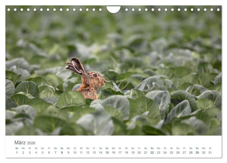 Produktbild: Feldhasen - dem Langohr auf der Spur (Wandkalender 2026 DIN A4 quer), CALVENDO Monatskalender