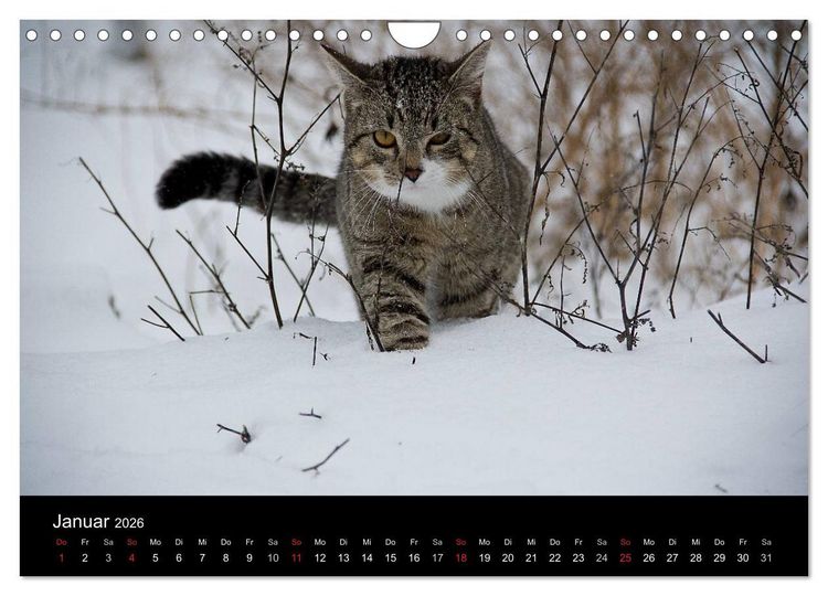 Produktbild: Haustiger - Ein Katzenkalender (Wandkalender 2026 DIN A4 quer), CALVENDO Monatskalender