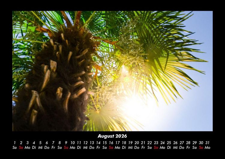 Produktbild: Palmen 2026 Fotokalender DIN A3