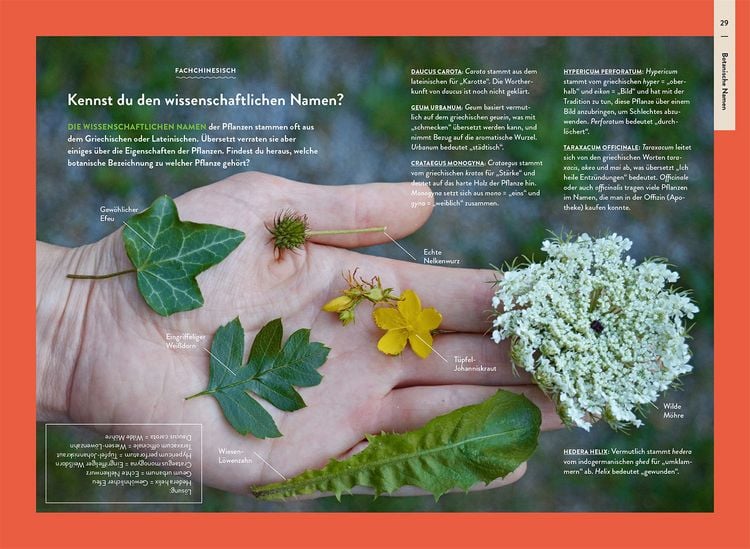 Produktbild: Nature Guide Wildpflanzen