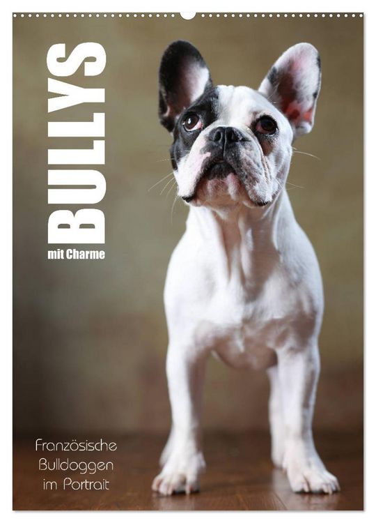 Produktbild: Bullys mit Charme - Franz&ouml;sische Bulldoggen im Portrait (Wandkalender 2026 DIN A2 hoch), CALVENDO Monatskalender