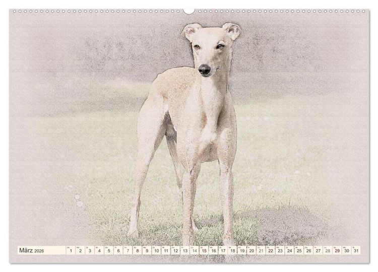 Produktbild: Whippet 2026 (Wandkalender 2026 DIN A2 quer), CALVENDO Monatskalender