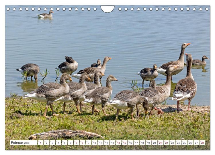 Produktbild: Sturmerprobt - V&ouml;gel an Nordfrieslands K&uuml;ste (Wandkalender 2026 DIN A4 quer), CALVENDO Monatskalender