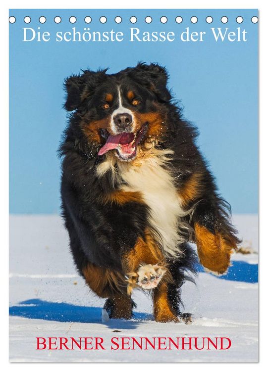 Produktbild: Die sch&ouml;nste Rasse der Welt - Berner Sennenhund (Tischkalender 2026 DIN A5 hoch), CALVENDO Monatskalender