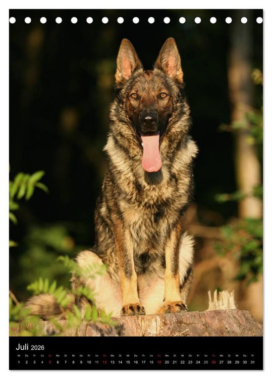 Produktbild: Deutscher Sch&auml;ferhund (Tischkalender 2026 DIN A5 hoch), CALVENDO Monatskalender