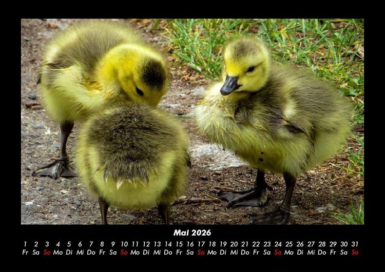 Produktbild: Welt der V&ouml;gel 2026 Fotokalender DIN A3