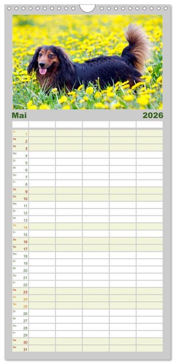 Produktbild: Familienplaner 2026 - Dackelblicke - Lassen Herzen erw&auml;rmen. mit 5 Spalten (Wandkalender, 21 x 45 cm) CALVENDO