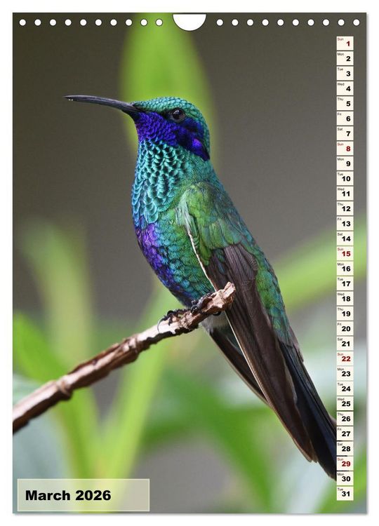 Produktbild: Colourful birds (Wall Calendar 2026 DIN A4 portrait), CALVENDO 12 Month Wall Calendar