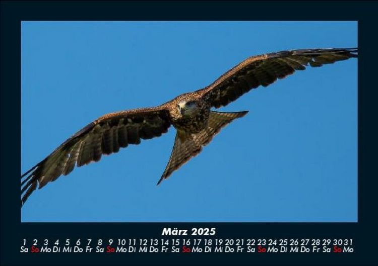 Produktbild: V&ouml;gel 2025 Fotokalender DIN A5
