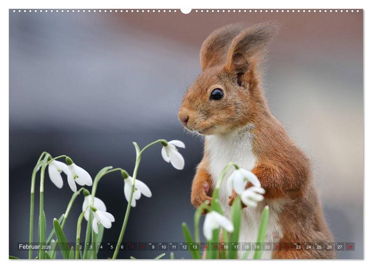 Produktbild: Eichh&ouml;rnchen in zauberhaften Posen (Wandkalender 2026 DIN A2 quer), CALVENDO Monatskalender