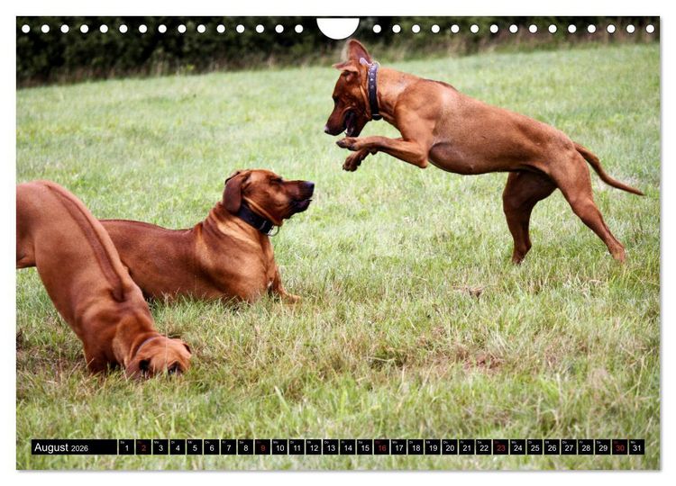 Produktbild: Rhodesian Ridgeback - Schnappsch&uuml;sse - (Wandkalender 2026 DIN A4 quer), CALVENDO Monatskalender