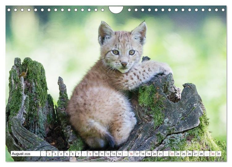 Produktbild: Tiermomente (Wandkalender 2026 DIN A4 quer), CALVENDO Monatskalender