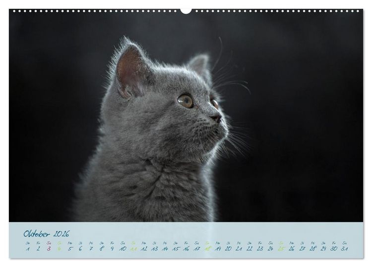 Produktbild: Ein kleiner Kater entdeckt die Welt! (Wandkalender 2026 DIN A2 quer), CALVENDO Monatskalender