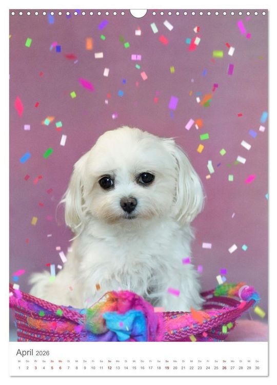 Produktbild: Maltipoo - Malteser - Pudel 2026 (Wandkalender 2026 DIN A3 hoch), CALVENDO Monatskalender
