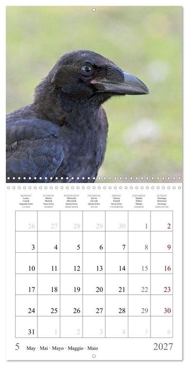 Produktbild: Crow Babies - Black, cute & always hungry (Wall Calendar 2027 12 &times; 12 Inch) CALVENDO 12 Month Wall Calendar
