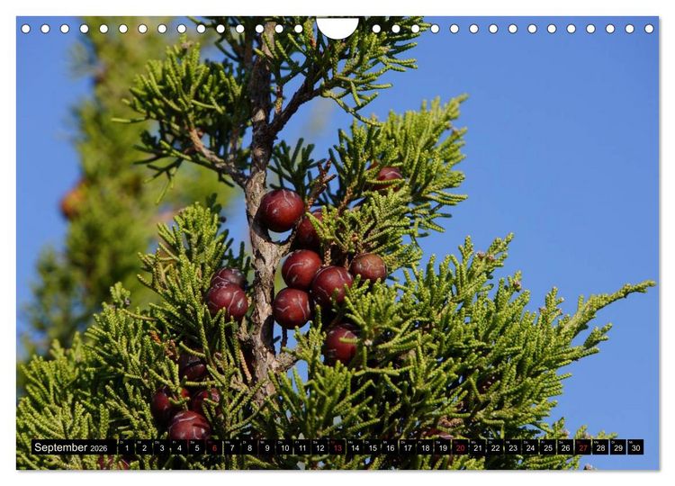 Produktbild: Formentera - Mittelmeerinsel voller Magie (Wandkalender 2026 DIN A4 quer), CALVENDO Monatskalender