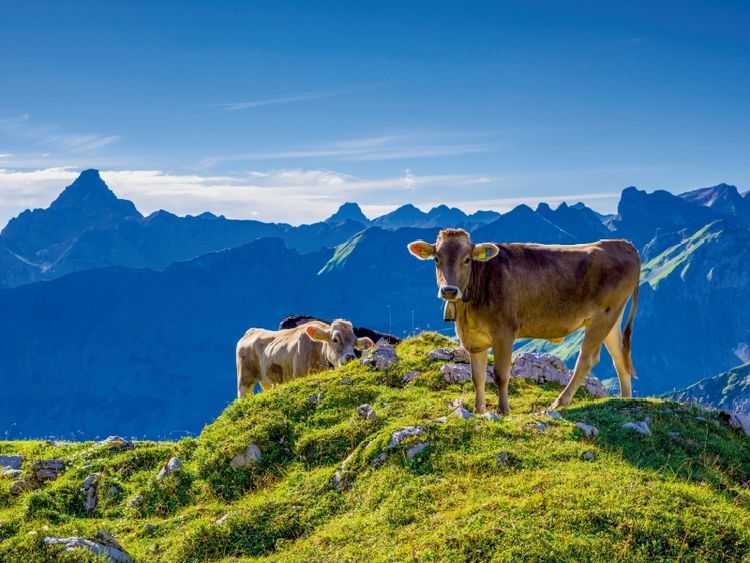 Produktbild: CALVENDO Puzzle Allg&auml;uer Braunvieh | 1000 Teile Lege-Gr&ouml;&szlig;e 64x48cm Foto-Puzzle f&uuml;r gl&uuml;ckliche Stunden