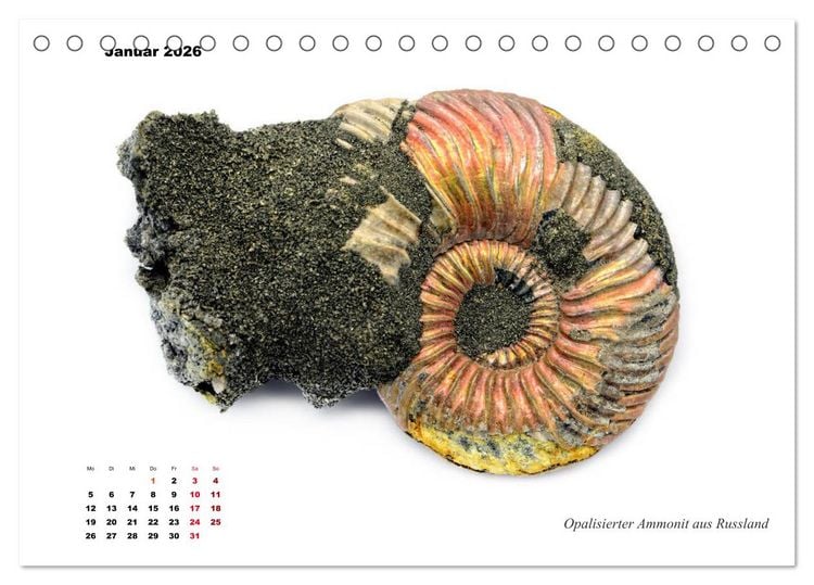 Produktbild: Fossilien - Ammoniten, Trilobiten, Erdgeschichte (Tischkalender 2026 DIN A5 quer), CALVENDO Monatskalender