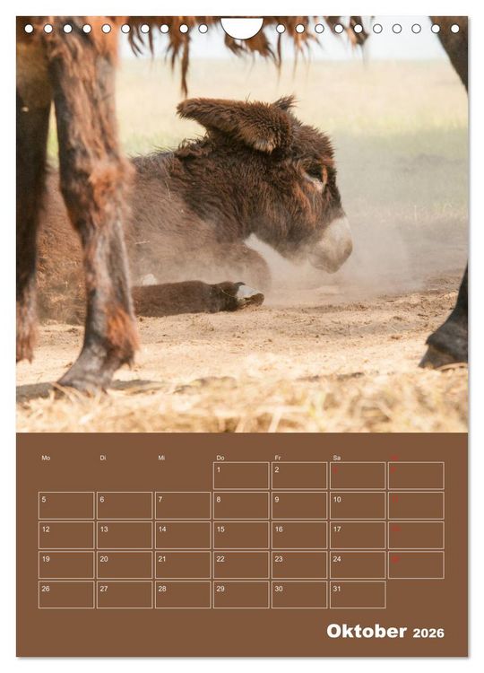 Produktbild: Entz&uuml;ckende Esel - Charmant und liebenswert (Wandkalender 2026 DIN A4 hoch), CALVENDO Monatskalender