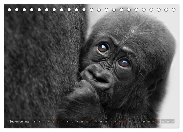 Produktbild: MENSCHENAFFENKINDER 2 (Tischkalender 2026 DIN A5 quer), CALVENDO Monatskalender