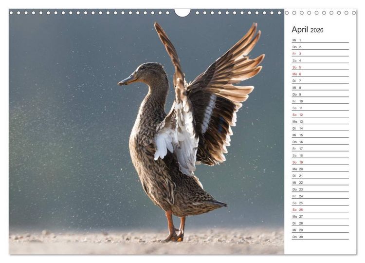Produktbild: Emotionale Momente: Die Stockente. (Wandkalender 2026 DIN A3 quer), CALVENDO Monatskalender